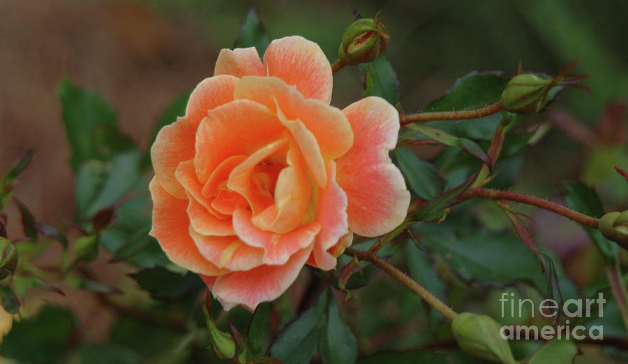 Rose Petals Photograph