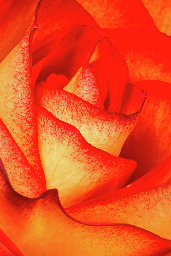 Abstract Photograph - Rose Petals by Dawn Currie