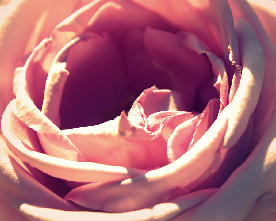 Rose Petals Photograph by Joseph Skompski