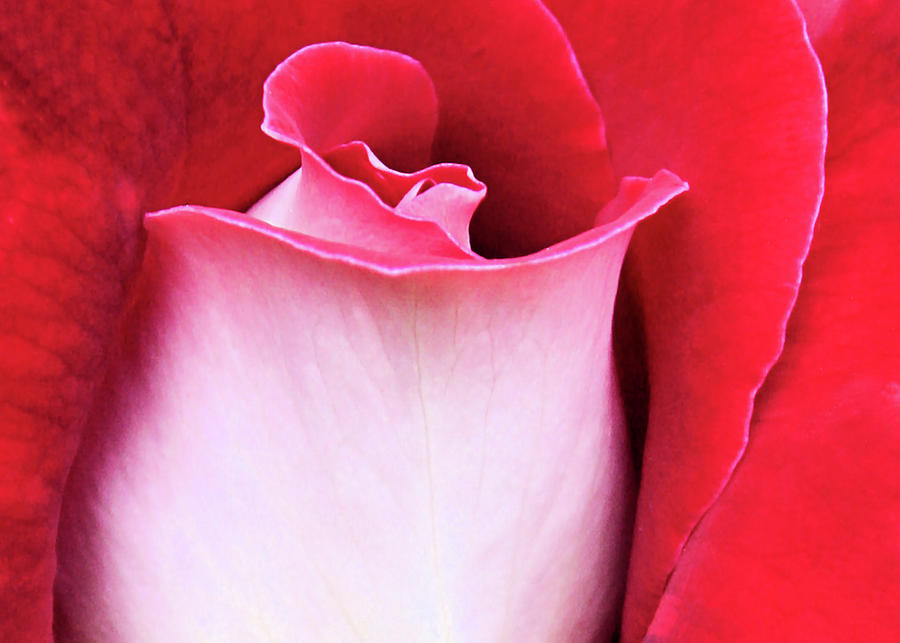 Rose Petals Photograph