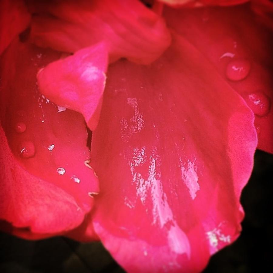 Flowerpower Photograph - Rose Petals #morningdew #flowerpower by Alyssa Eason