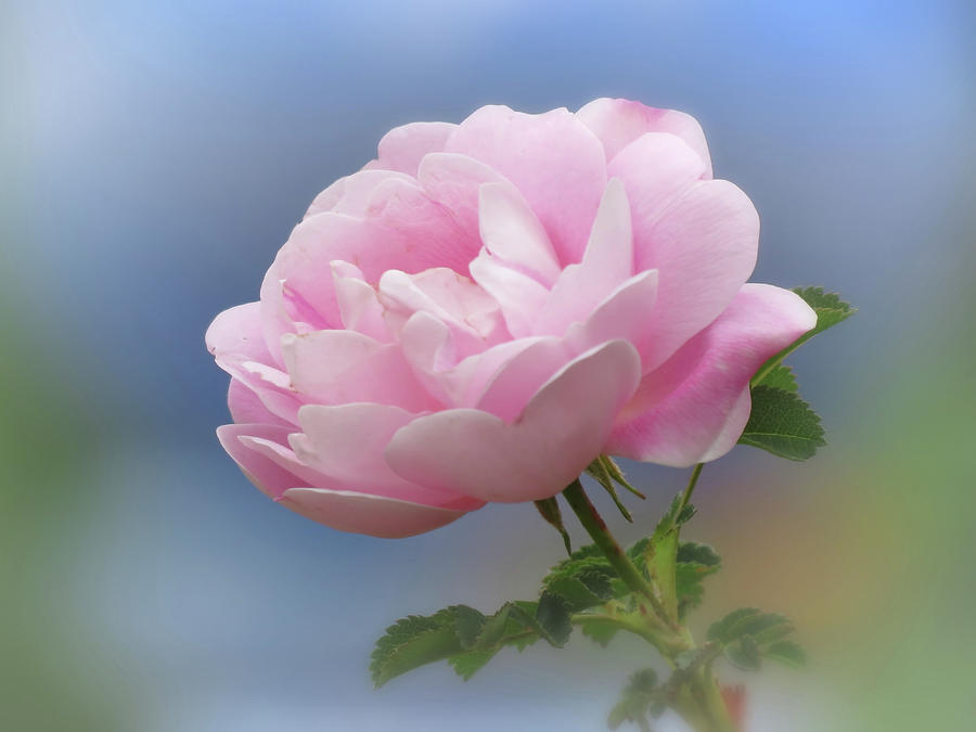 Rose Pink on Blue Photograph by MTBobbins Photography