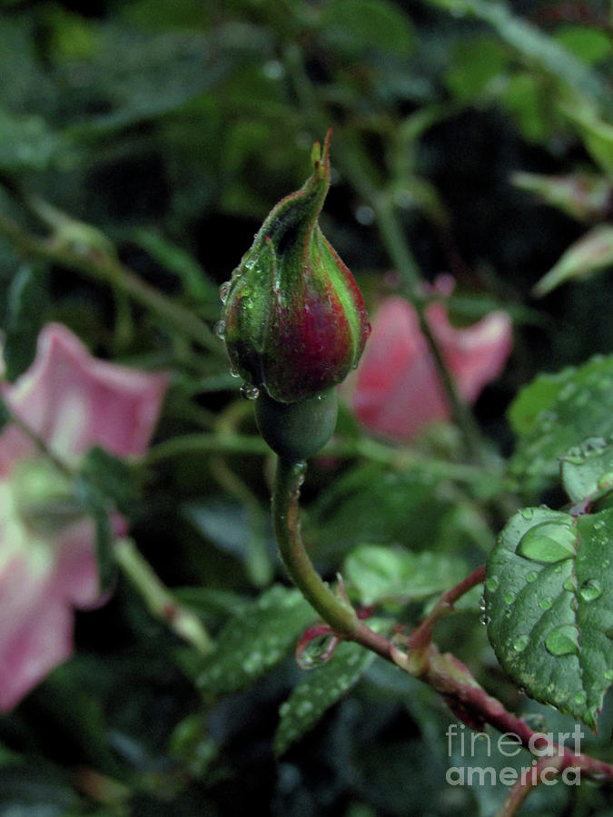 Rose Plant After the Rain Photograph by Kim Tran