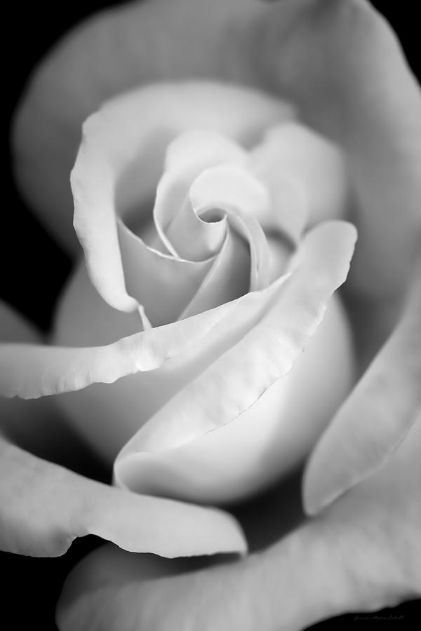 Black And White Photograph - Rose Portrait Black and White by Jennie Marie Schell