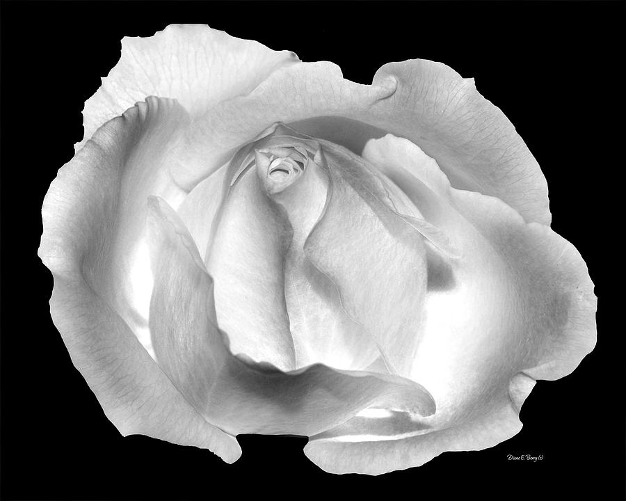 Rose Portrait Photograph by Diane E Berry