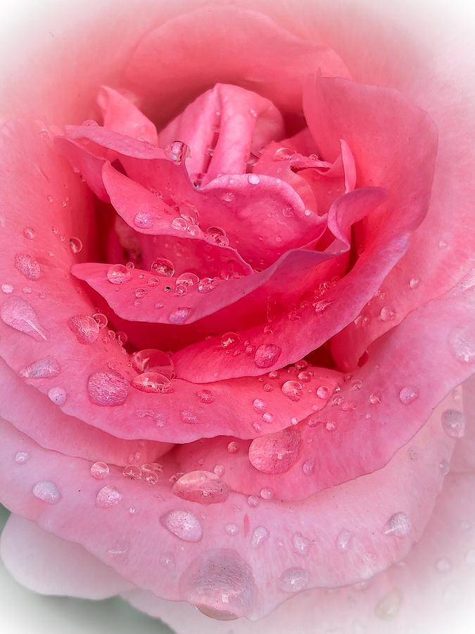Rose Rain Photograph by Cate Franklyn