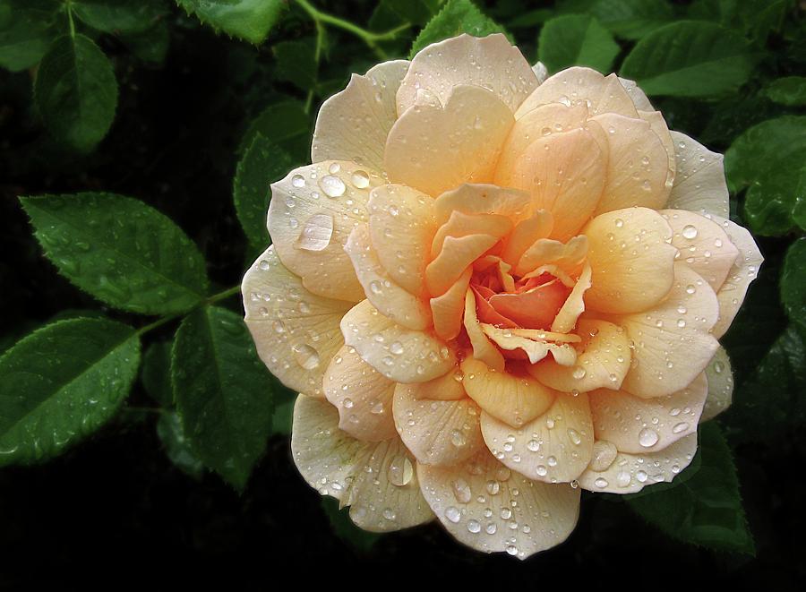 Rose Rain Photograph by Jessica Jenney