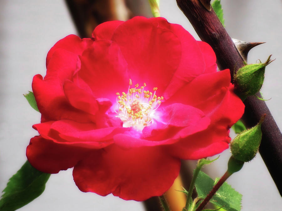 Rose Red and Thorns Glow Photograph by MTBobbins Photography
