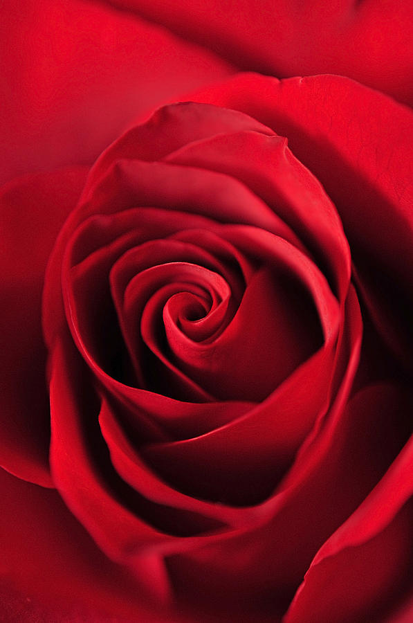 Rose Red Photograph by Laura Mountainspring