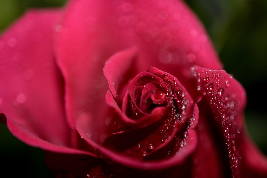Rose Red Photograph