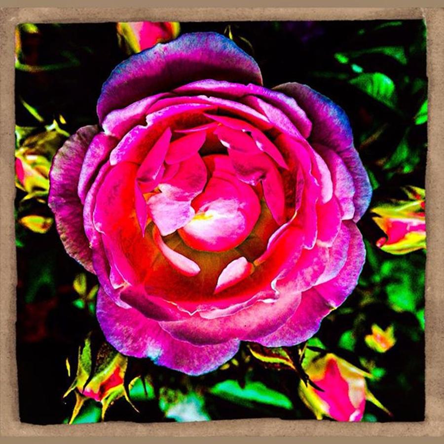 Abstract Photograph - #rose #red #pink #bloom #beauty #buds by Sam Stratton