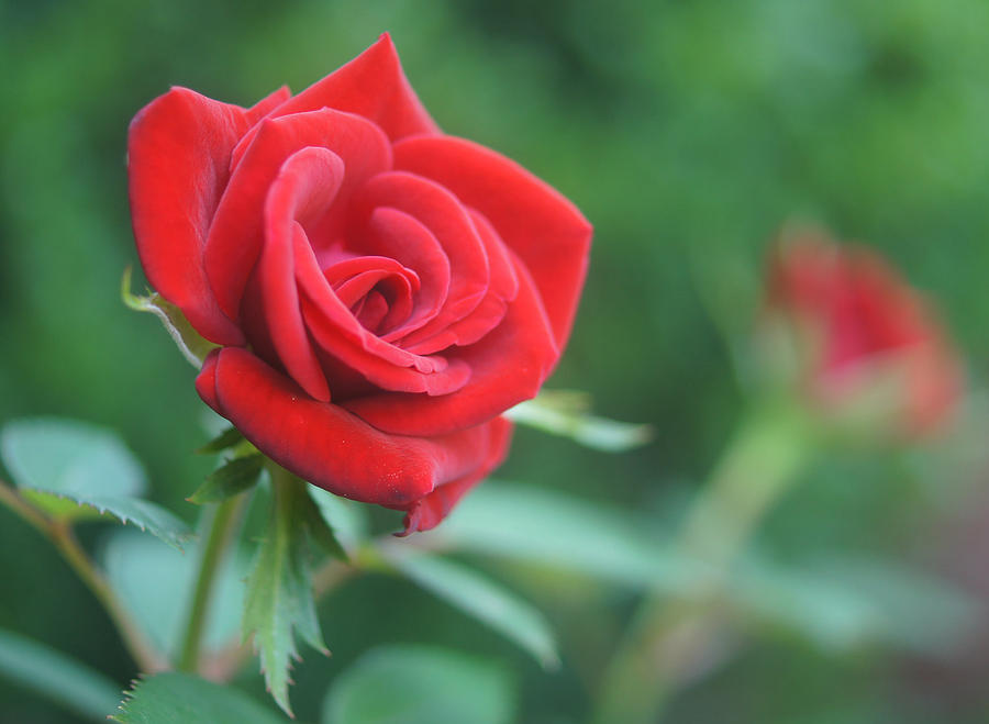 Rose Red Rose Photograph