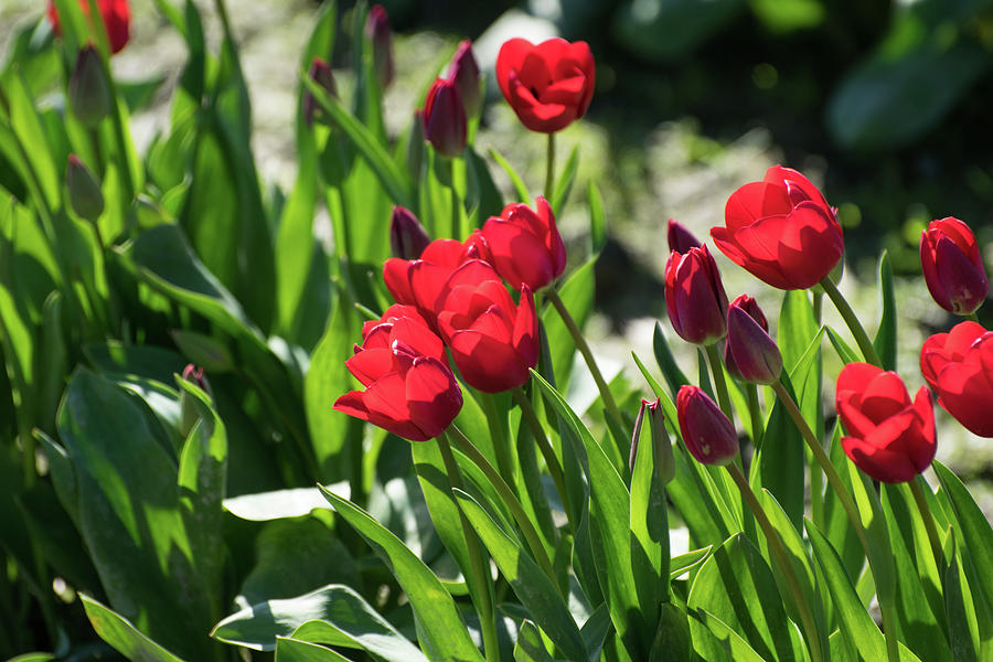 Rose Red Tulips Photograph by Tom Cochran