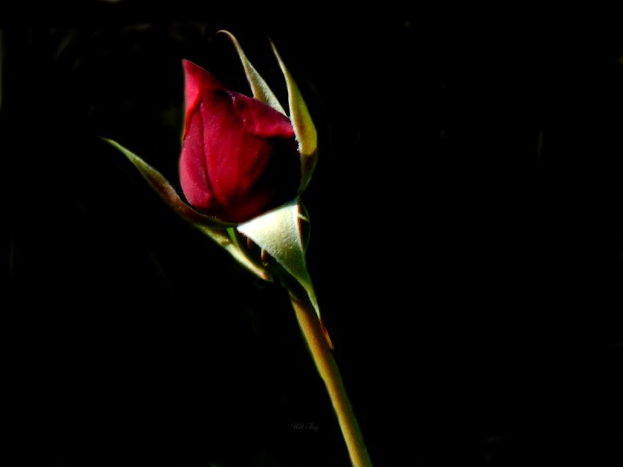 Spring Photograph - Rose Red by Wild Thing