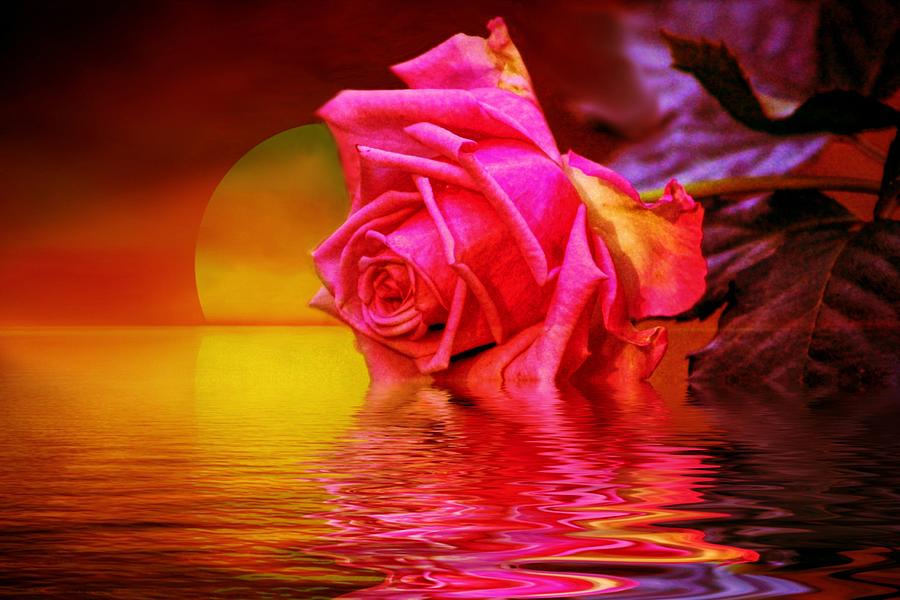 Rose reflection and Sunset Digital Art by Lilia S