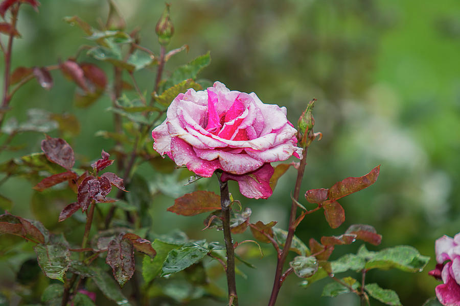 Spring Photograph - Rose by Richard Leighton