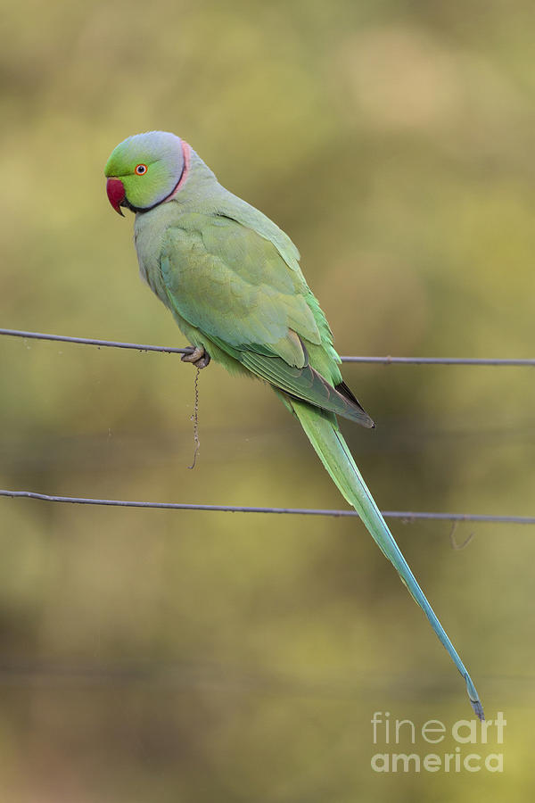 Parakeet Photograph - Rose-ringed Parakeet by Bernd Rohrschneider and FLPA