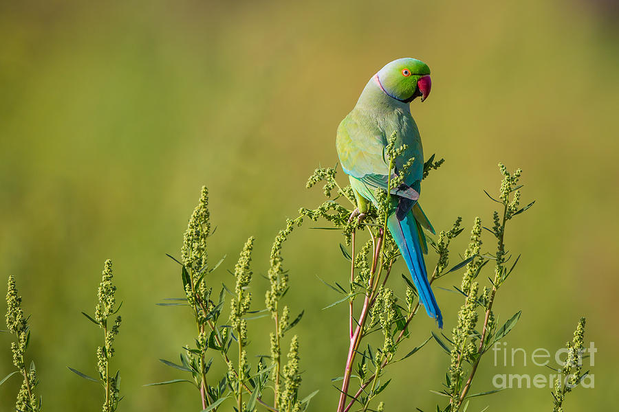 Rose-ringed Parakeet, India Photograph by B. G. Thomson