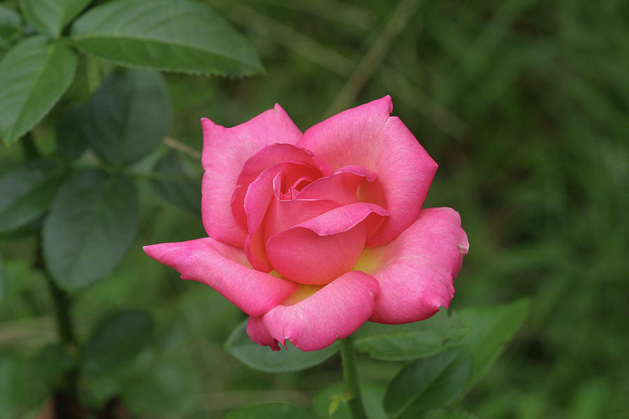 Rose Photograph by Ronnie Maum