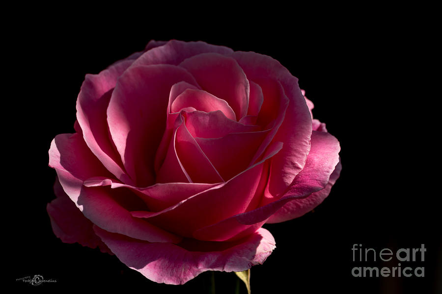 Rose Rose on Black II Photograph by Torbjorn Swenelius