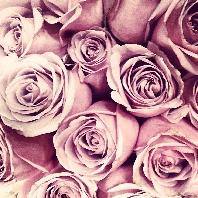Rose Photograph - #rose #roses #flowers #flower #austin by Austin Tuxedo Cat