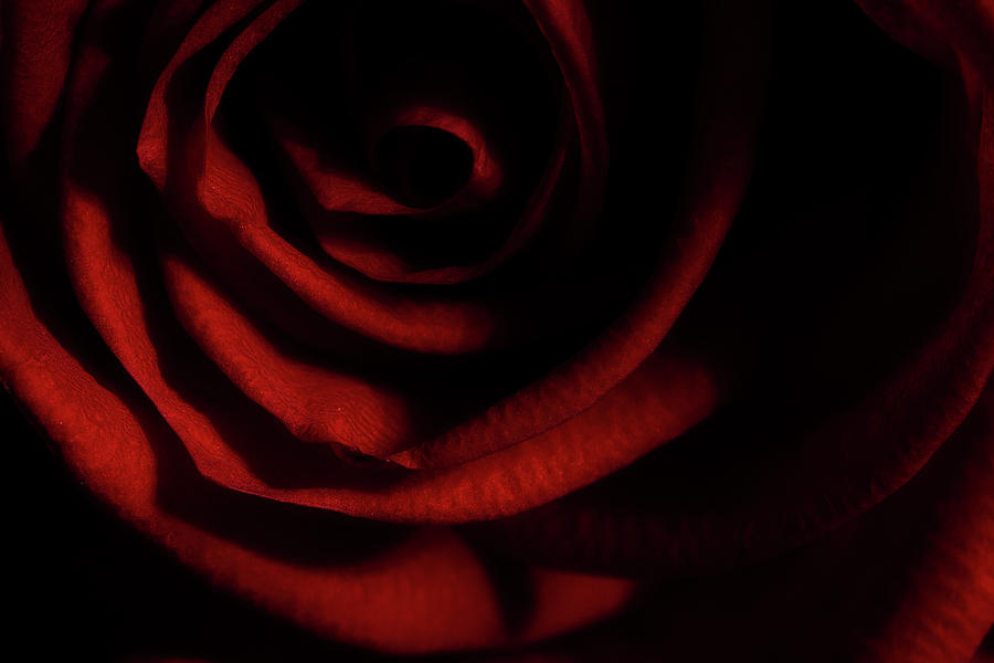 Rose Series 3 Red Photograph by Mike Eingle