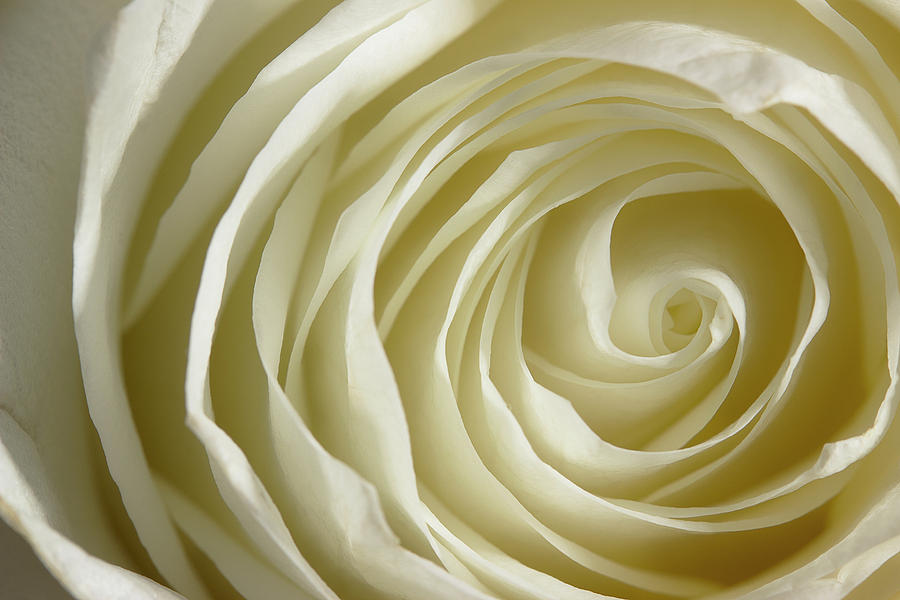 Rose Series 4 White Photograph by Mike Eingle