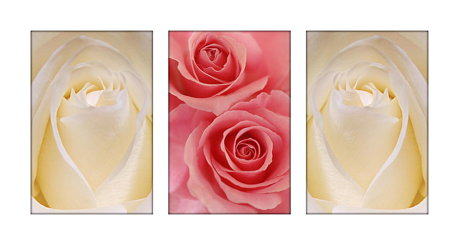 Rose Series  Photograph by Jill Reger