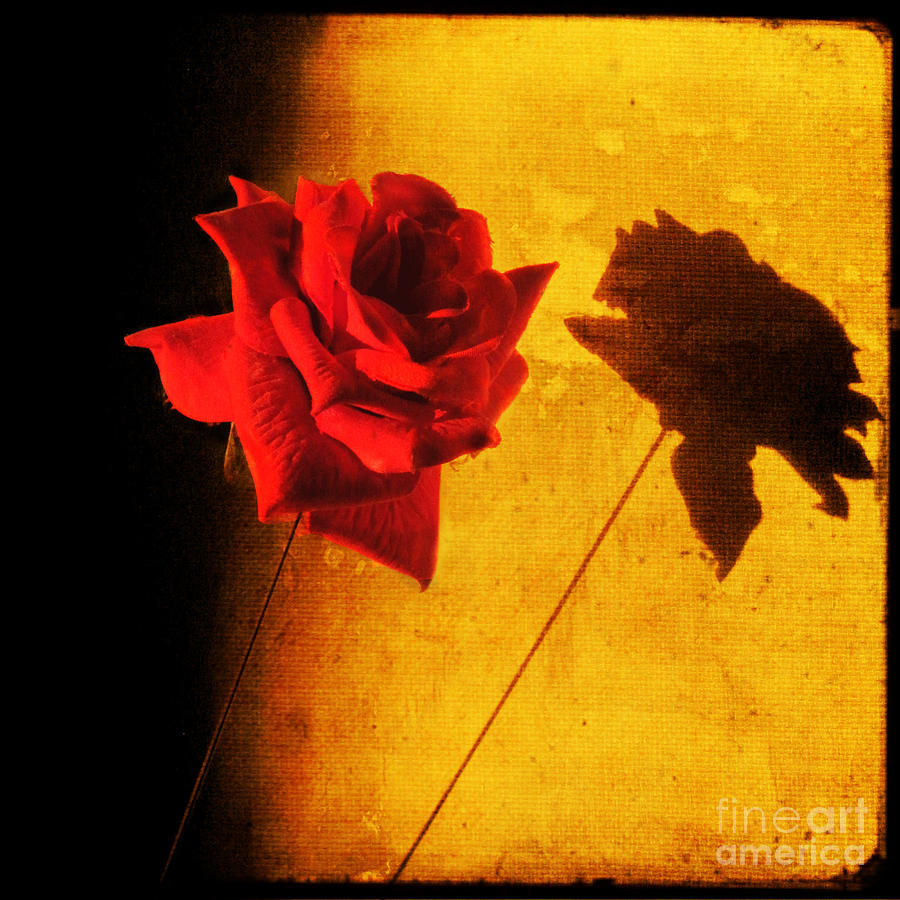 Flower Photograph - Rose Shadow on my Wall by Sonia Stewart