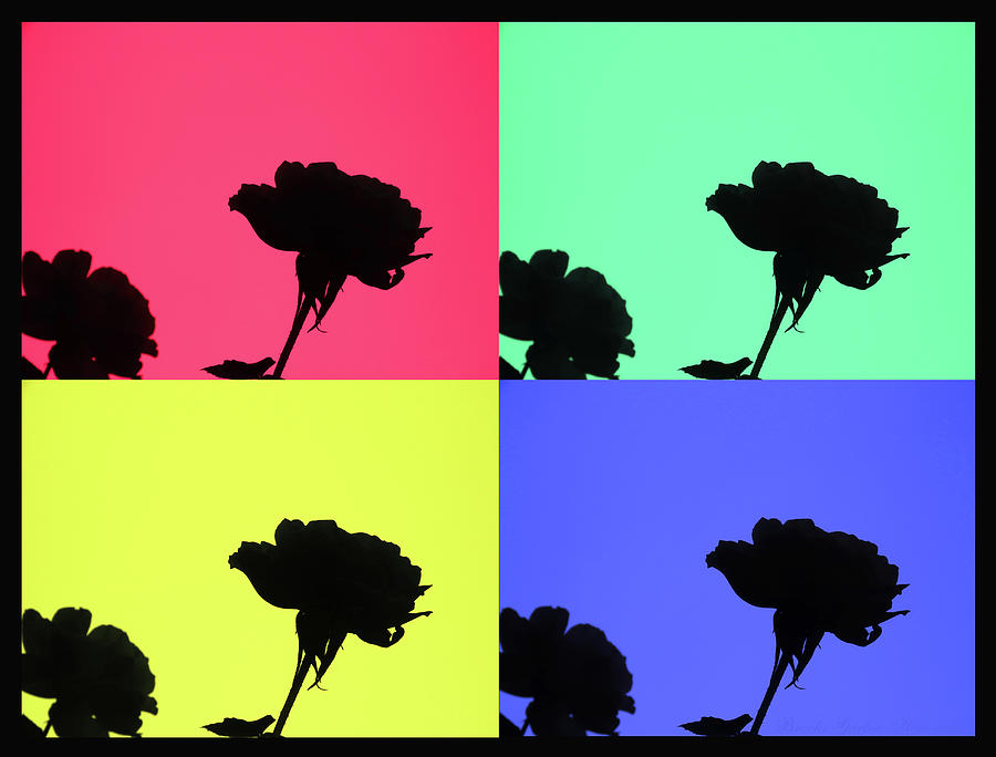 Rose Silhouettes with Color Block Background - Photographic Collage and Digital Art Design - Roses Photograph by Brooks Garten Hauschild