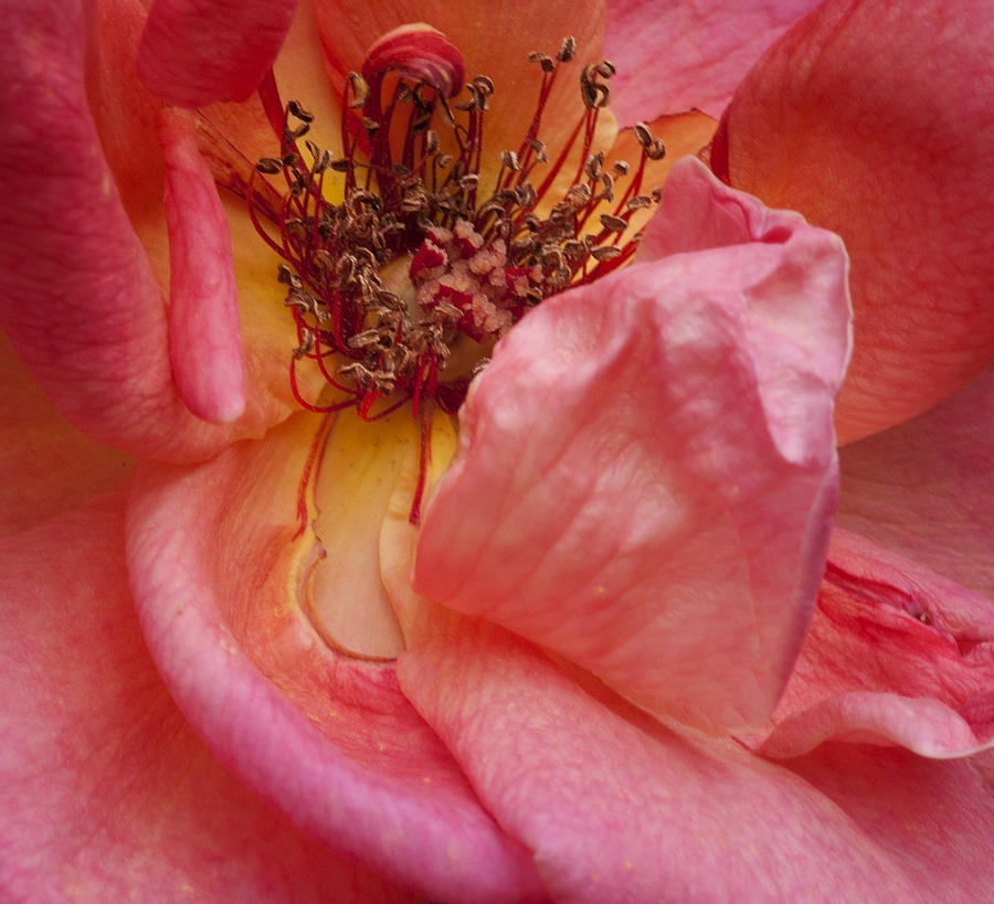 Rose So Close Photograph by Stephen Anderson