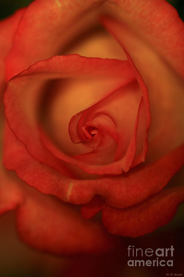 Rose Softness Photograph by Deborah Benoit