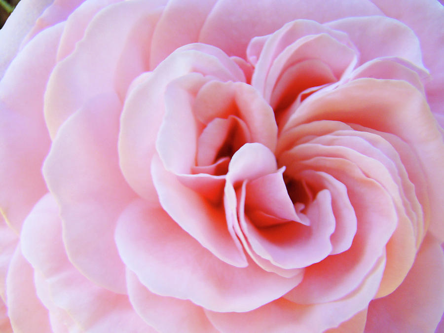 Rose Spiral art Pink Roses Floral Baslee Troutman Photograph by Patti Baslee