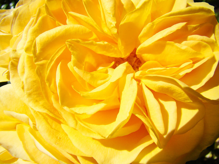 Rose Spiral Flower Garden Baslee Troutman Photograph by Patti Baslee