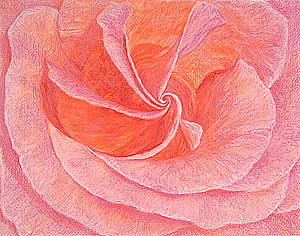 Rose Sprial Pink Fine Art Print Giclee Garden Flower Floral Botanical Love Romance Drawing
