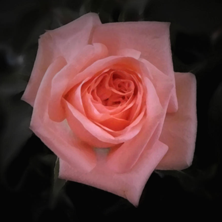Rose - Square Photograph by Richard Andrews