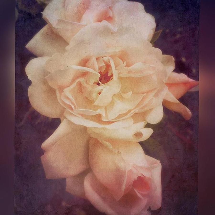 Rose Photograph - Rose #stackablesapp #roses #enlight by Joan McCool