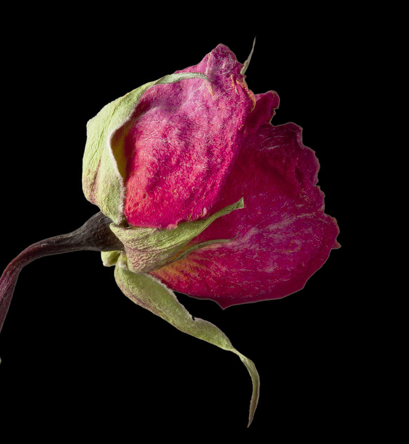 Rose Still Life Photograph by Robert Ullmann