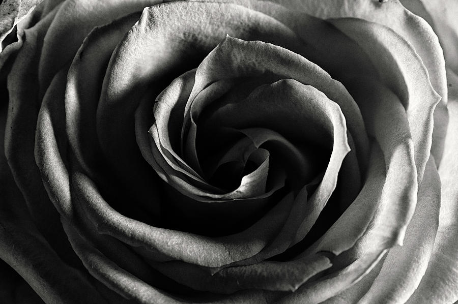 Rose Study 1 in Black and White Photograph by Jeremy Herman
