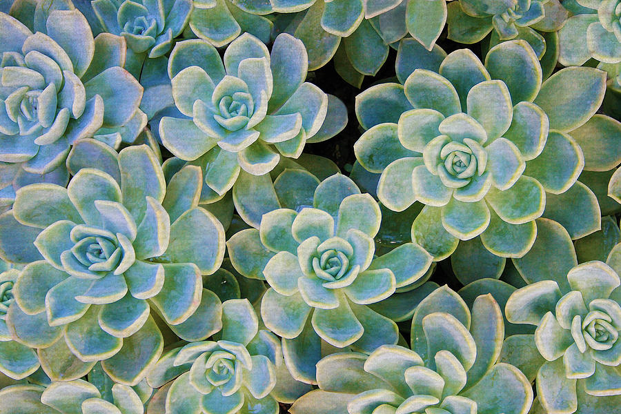 Rose Succulents Photograph by Sandi OReilly