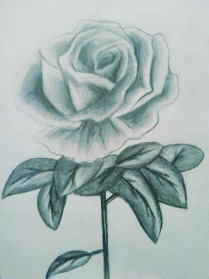 Rose Drawing by Susana Sanchez - Fine Art America