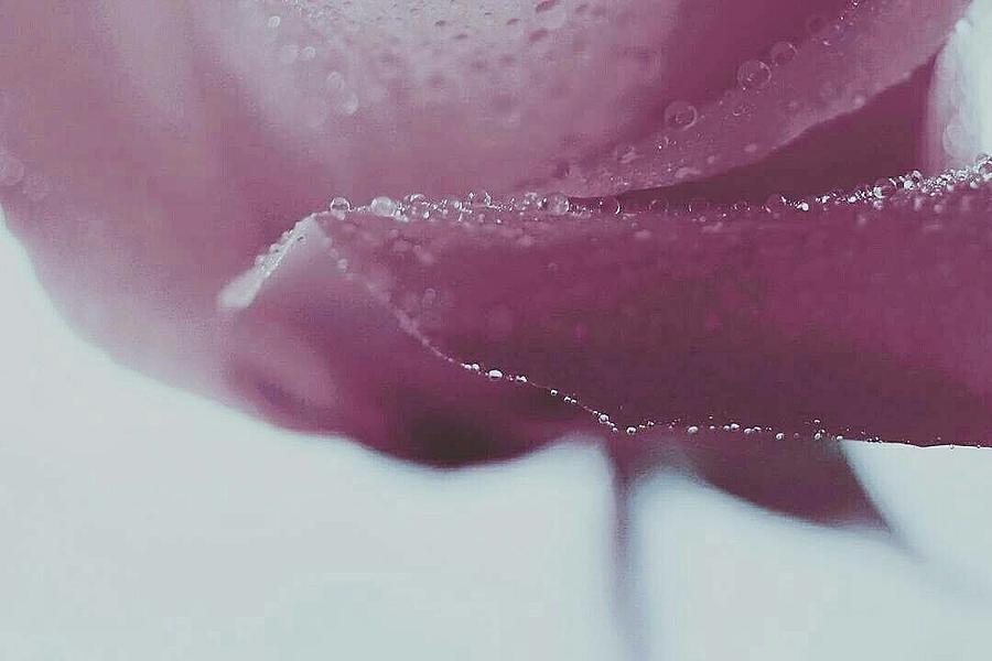 Rose Sweetness Photograph by The Art Of Marilyn Ridoutt-Greene