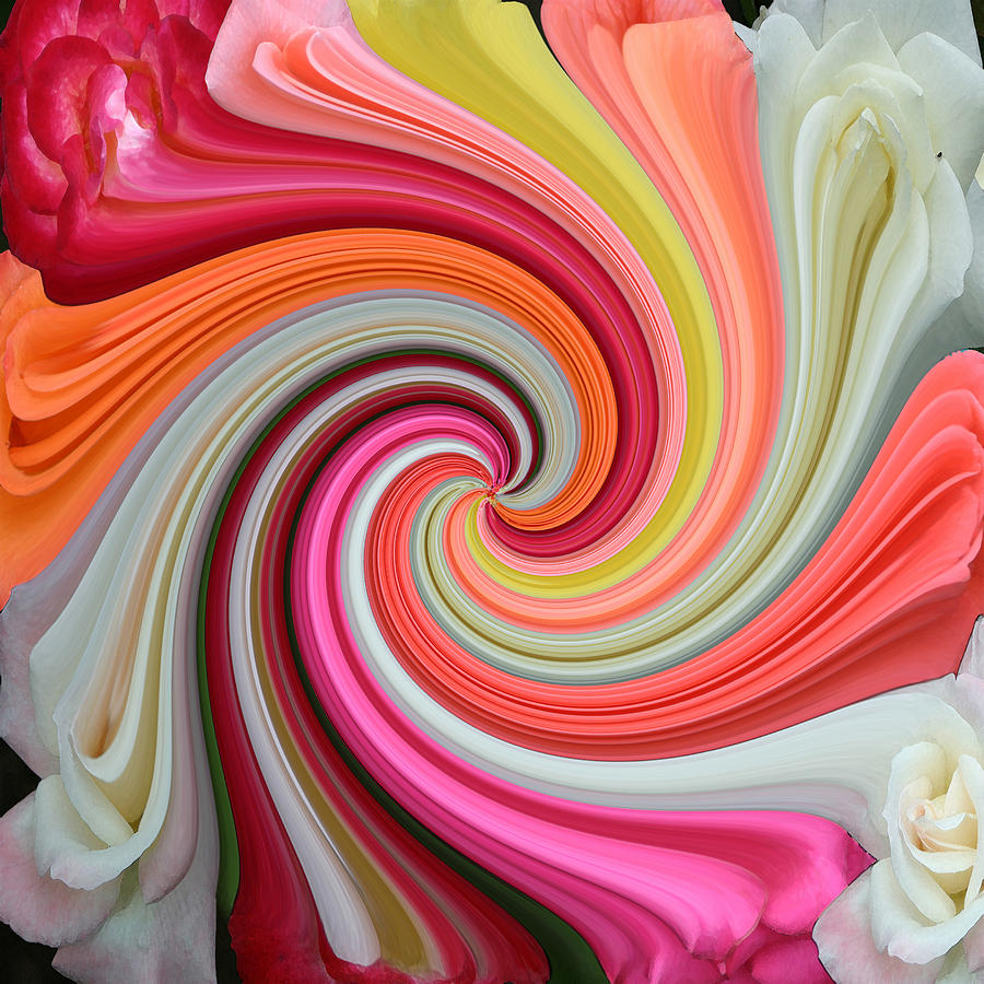 Rose Swirl 1 Photograph by Jim Baker