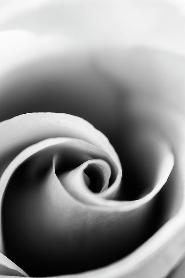 Rose swirl in black and white Photograph by Vishwanath Bhat
