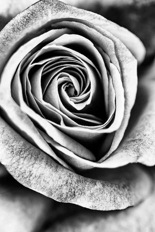 Rose swirl in monochrome Photograph by Vishwanath Bhat