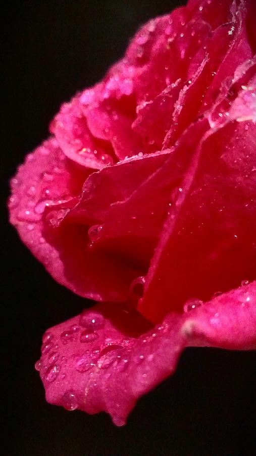 Rose Tears Photograph by Lkb Art And Photography