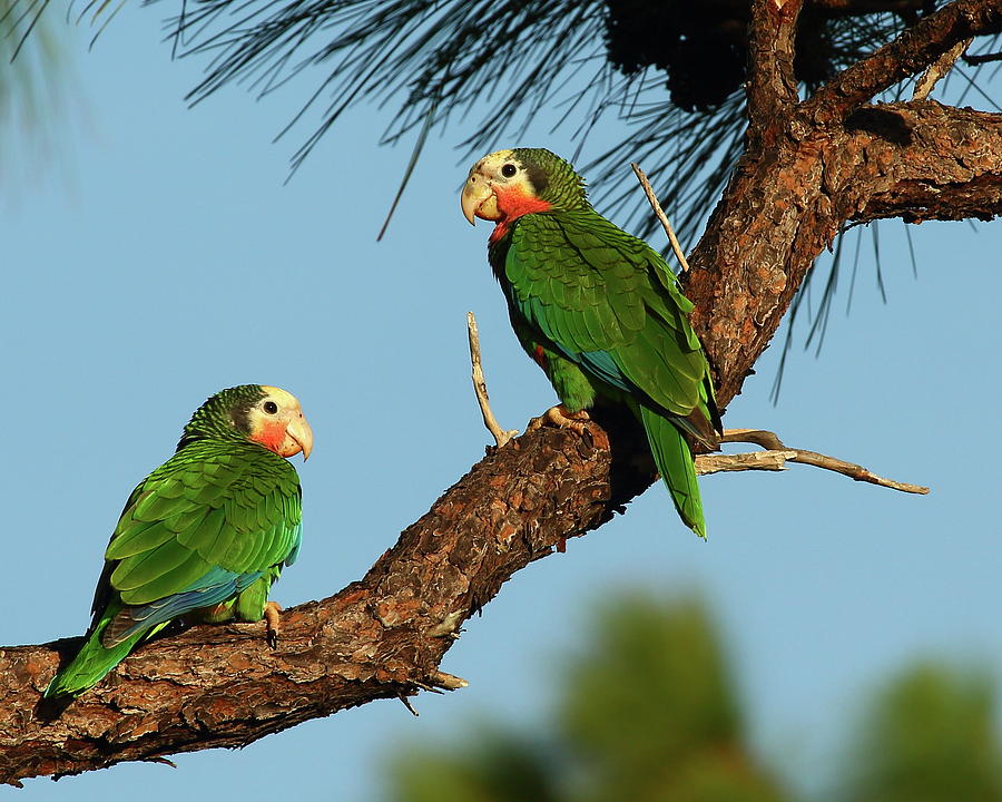 Rose-throated Parrots Photograph by Bruce J Robinson