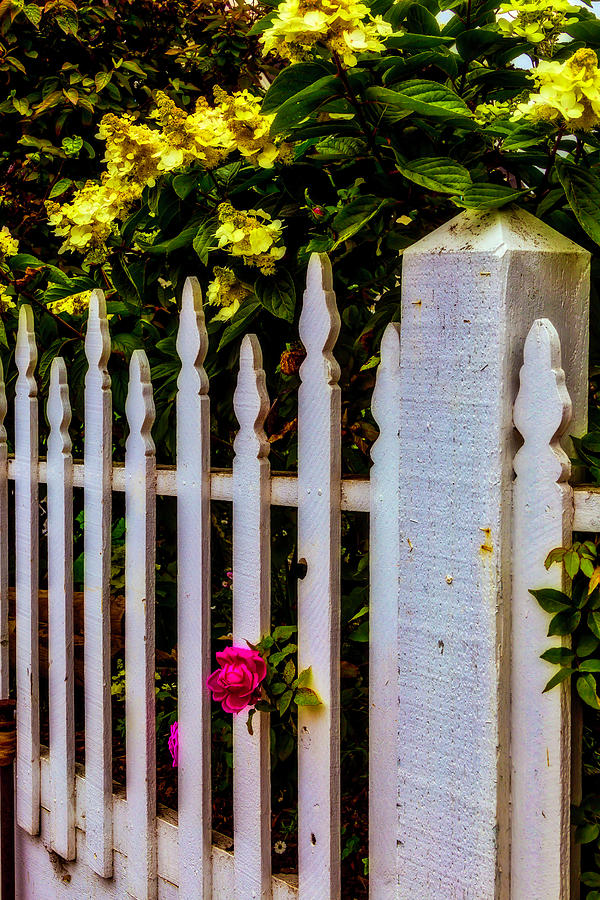 Rose Through Old Picket Fence Photograph by Garry Gay