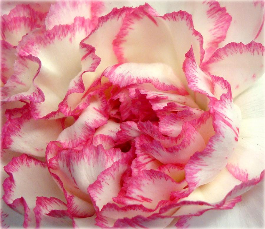 Rose Tipped Petals Photograph