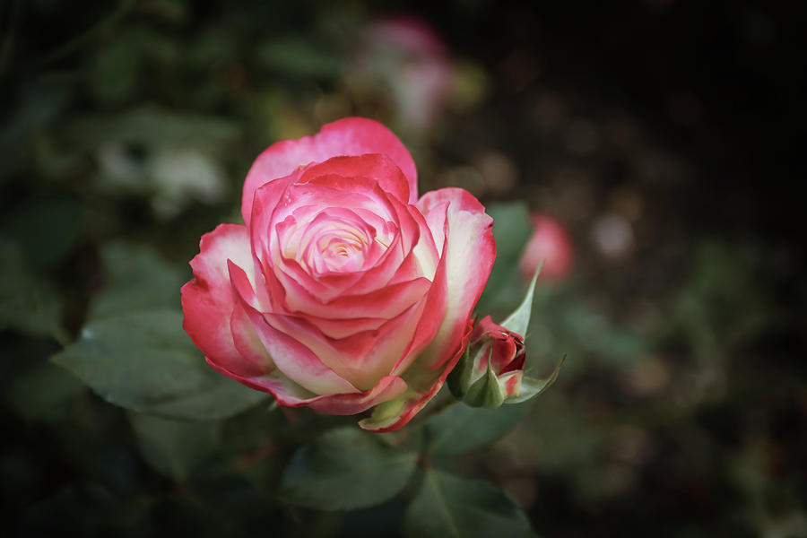 Rose Photograph by Tony HUTSON